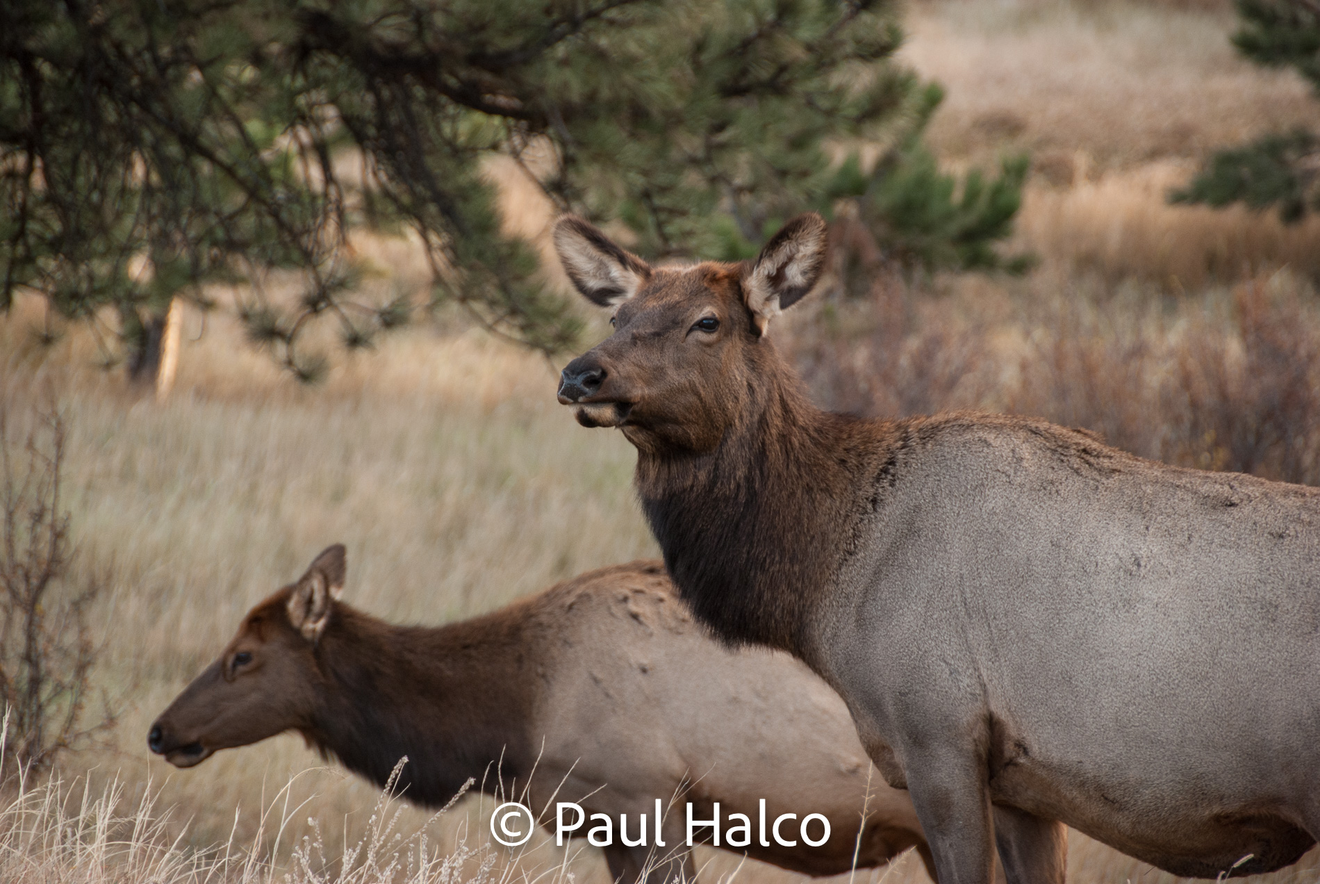 Paul Halco - Rocky Mountain NP-5